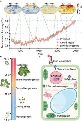 Extra- and intranuclear heat perception and triggering mechanisms in plants